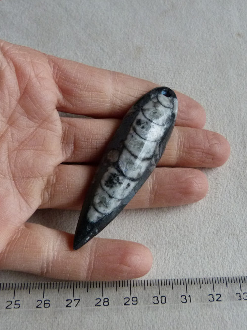 Orthoceras vrtaný - 7,4 cm