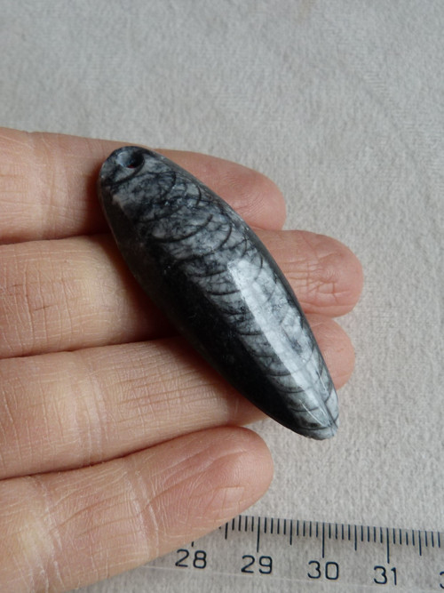 Orthoceras vrtaný - 5,6 cm
