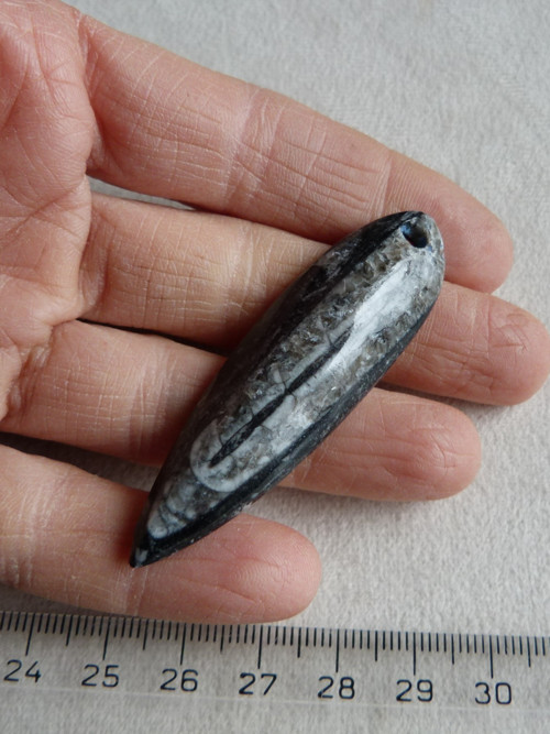 Orthoceras vrtaný - 6 cm — foto 1