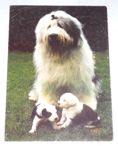 Čistá POHLEDNICE • Bobtail