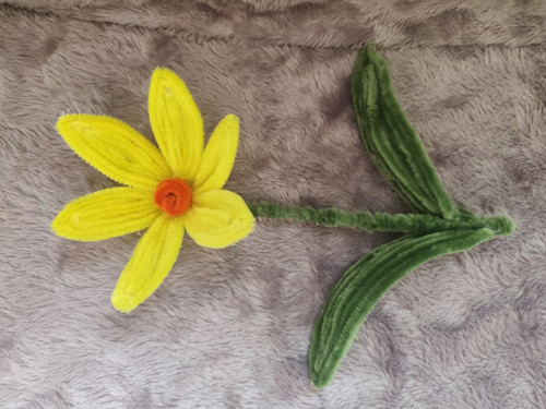 Žlutý narcis-jarni květina která neuvadne