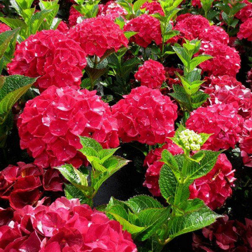 Hydrangea macrophylla 'Alpenglühen'