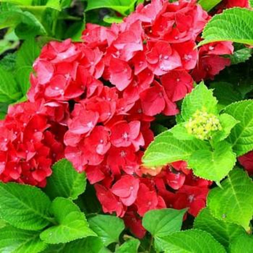 Hydrangea macrophylla Masja