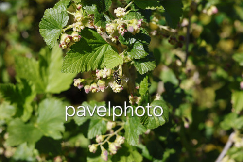 Digitální fotografie: Jarní host na rybízu