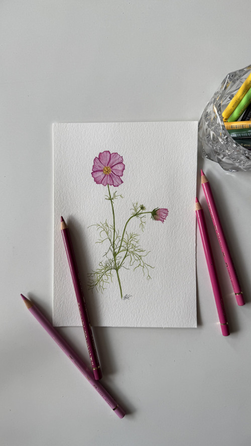 Krásenka zpeřená - originál ilustrace A5