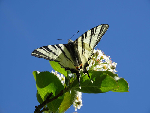 Papilio v modři — foto 1