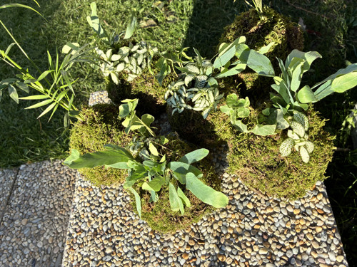 Kokedama