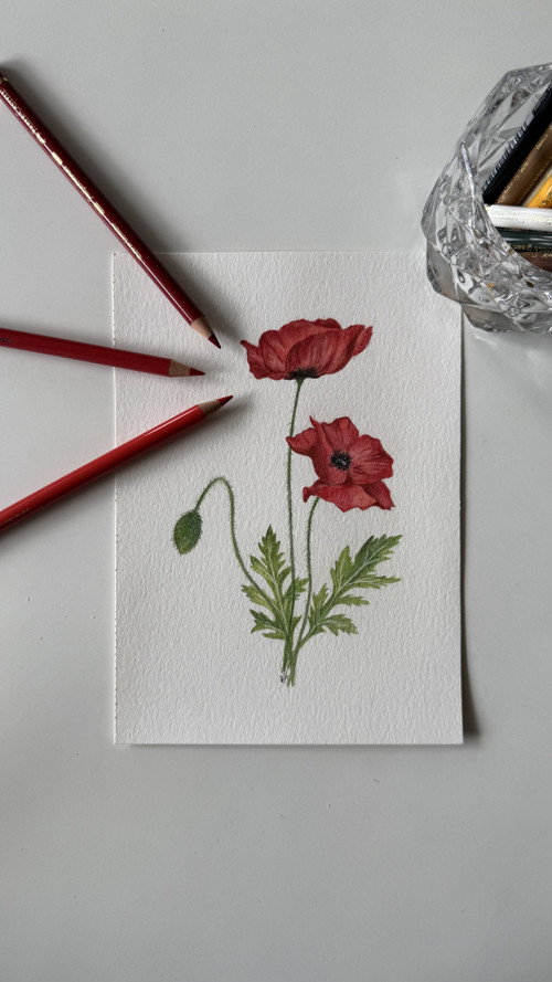Mák vlčí - originál ilustrace A5 — foto 1