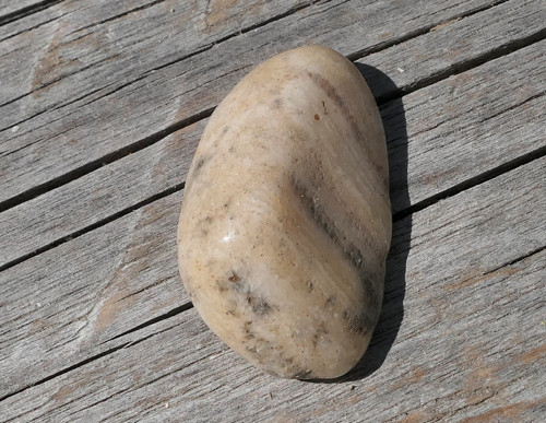 Korál zkřemenělý (31 mm) V4060
