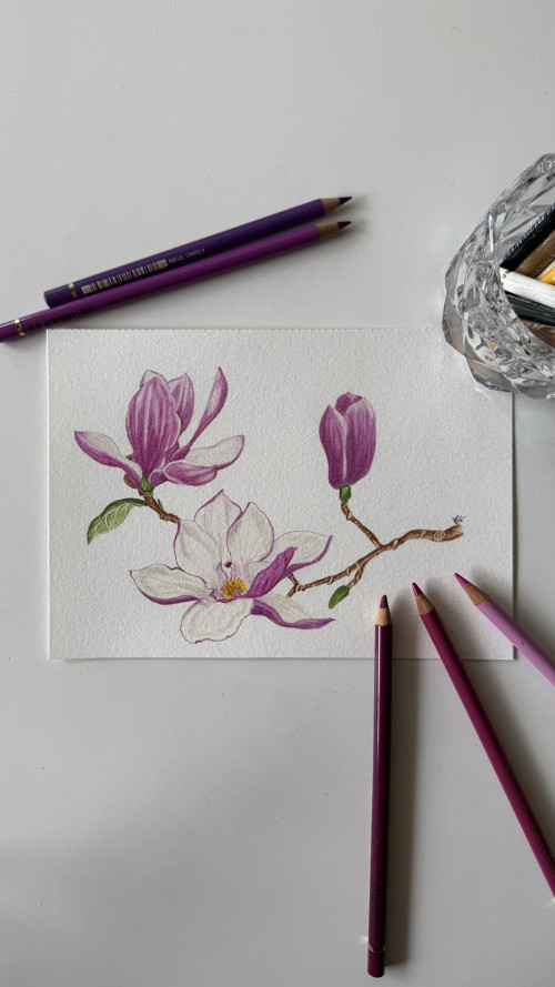 Magnolie - originál ilustrace A5