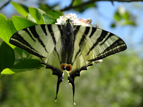 Mlsný Papilio