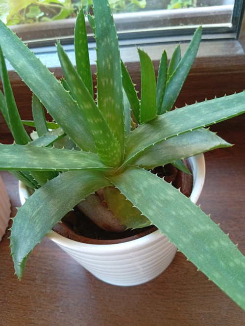 Sazeničky aloe vera