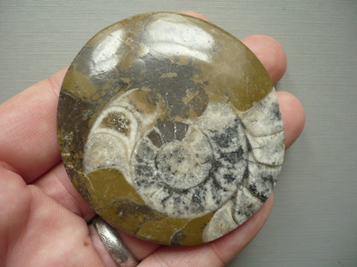 Amonit v mateč. hornině XXL 66 mm, č.28f