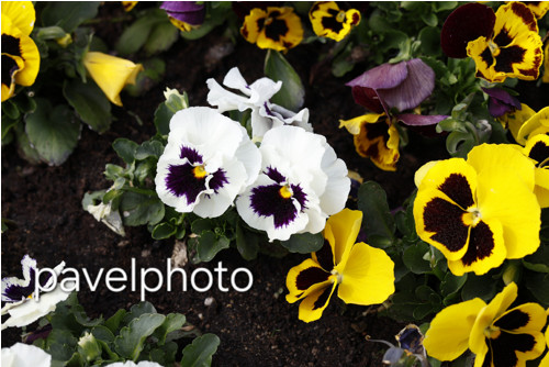 Barevné macešky-digitální fotografie