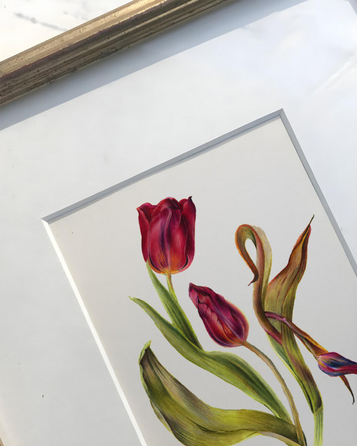 Botanický print TULIPÁN | fine art A4