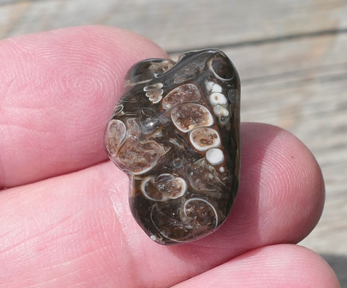 Turritella (22 mm) V4090 — foto 1
