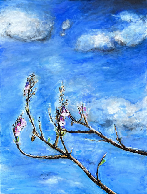 Paulownia in Bloom