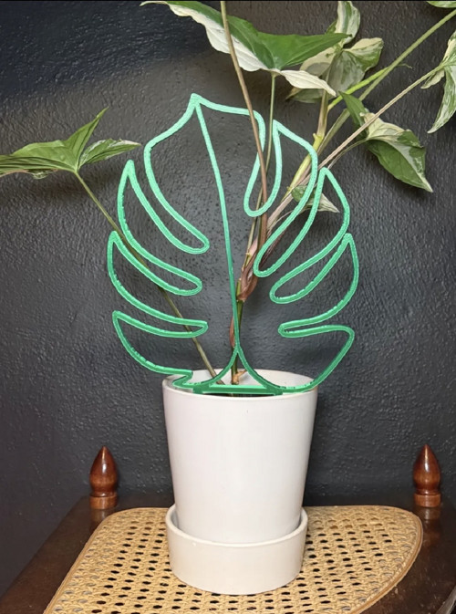 Monstera - zápich do květináče