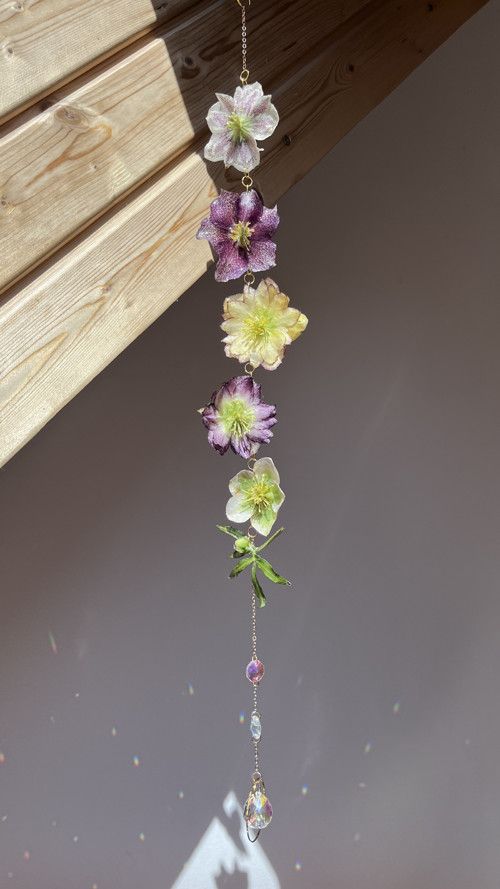 Lapač slunečních paprsků z čemeřic (Helleborus)