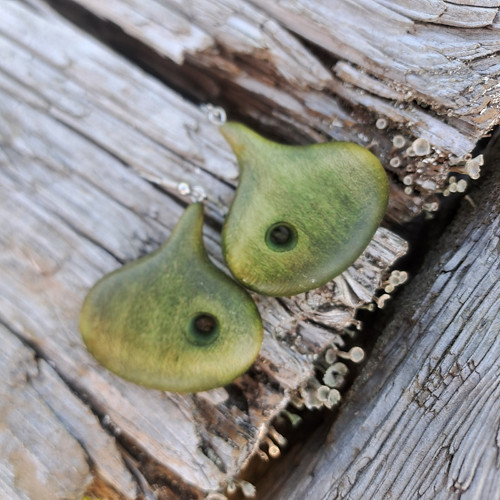 Náušnice cibulky — foto 1