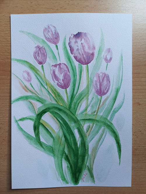 Fialové tulipány - akvarel