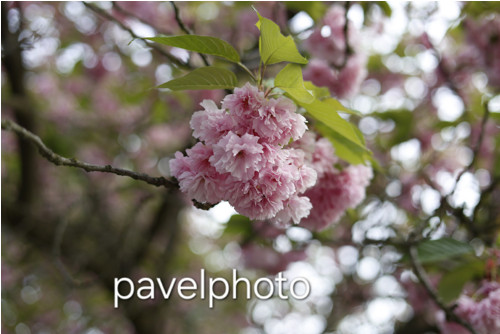 Digitální fotografie-Jarní probuzení v růžové