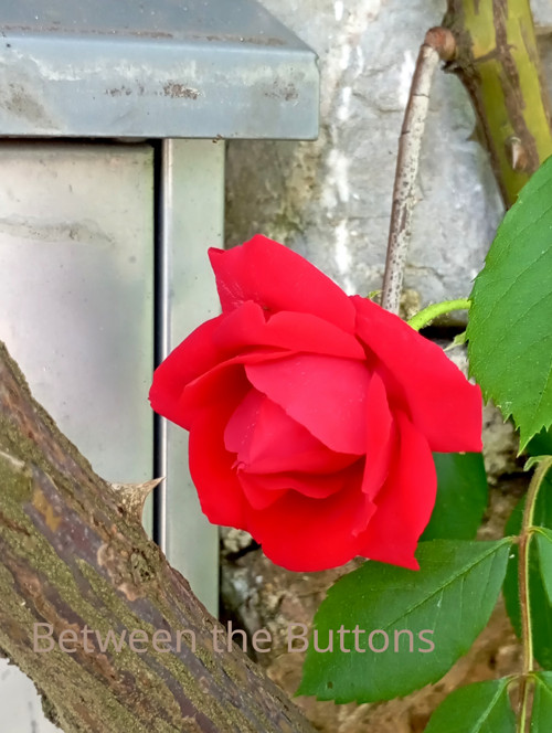 Červená růže - fotografie