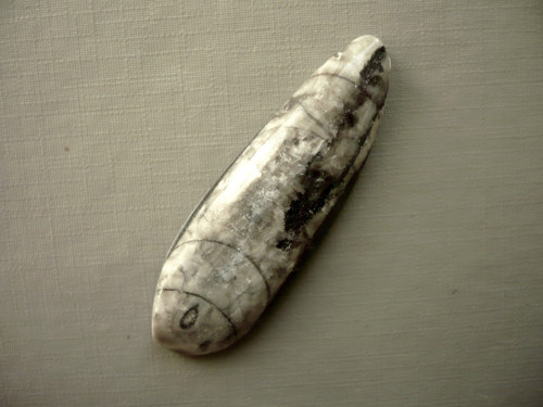 Orthoceras 53 mm, č.2f — foto 1