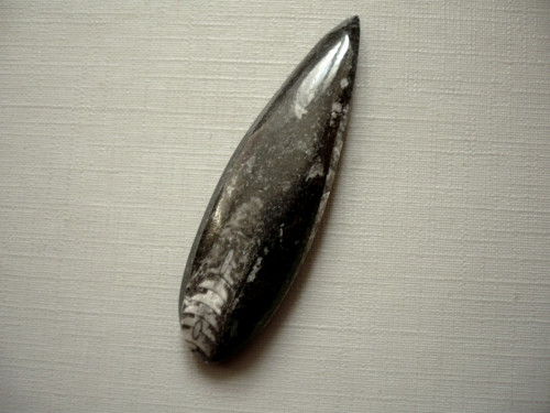 Orthoceras 55 mm, č.3f — foto 1