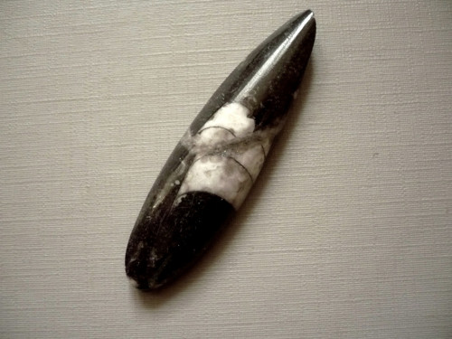 Orthoceras 61 mm, č.7f — foto 1