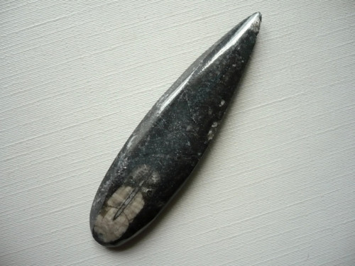Orthoceras 59 mm, č.9f — foto 1
