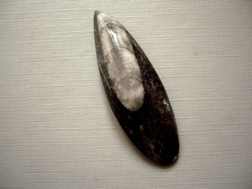 Orthoceras 53 mm, č.24f — foto 1