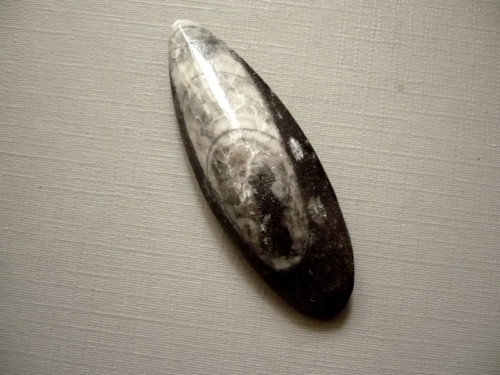 Orthoceras 52 mm, č.28f — foto 1