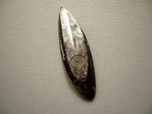 Orthoceras 50 mm, č.32f — foto 1