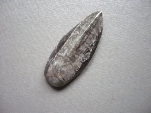 Orthoceras 39 mm, č.37f