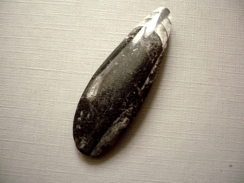 Orthoceras 50 mm, č.42f