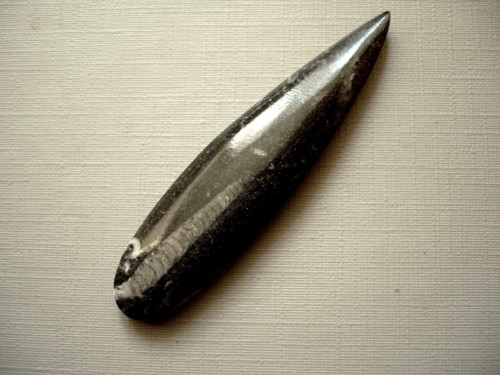 Orthoceras 60 mm, č.51f — foto 1