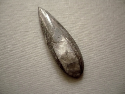 Orthoceras 49 mm, č.58f — foto 1