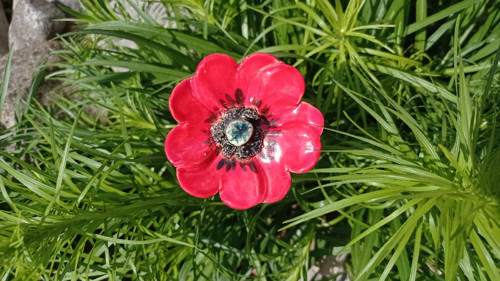 Květ vlčího máku — foto 1
