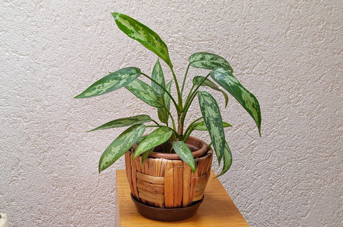 Nenáročná pokojovka Aglaonema (Spící panna)