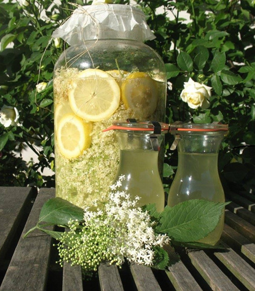 Bezový sirup — foto 1