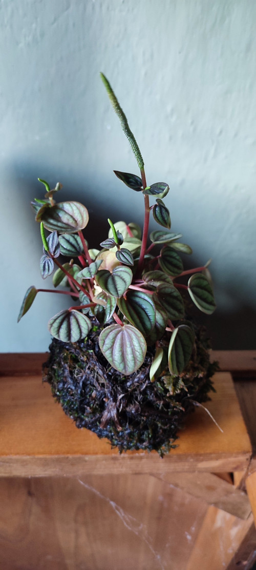 KOKEDAMA - Pepřinec