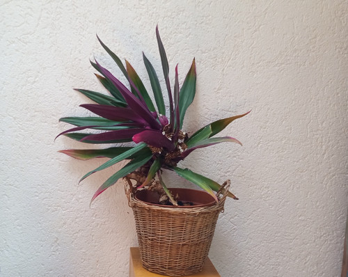 Nepřehlédnutelná pokojovka: Tradescantia Spathacea