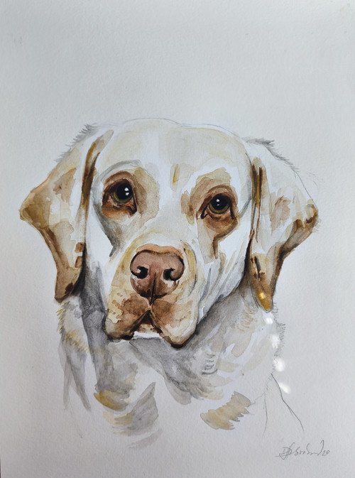Portrét labradora