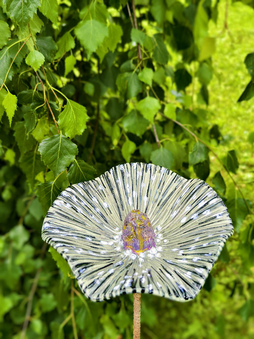 Pítko Orchidej