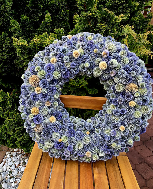 Přírodní věnec z bodláků Echinops 50cm