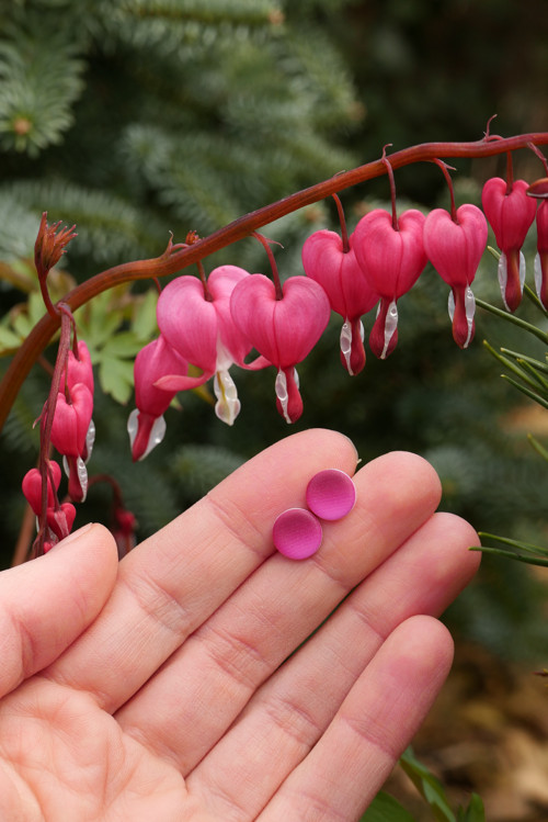 Bodovky magenta