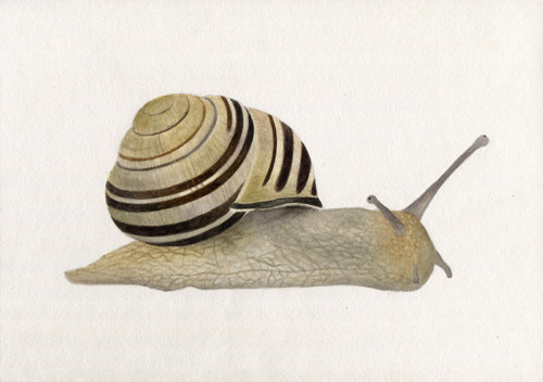 Páskovka keřová