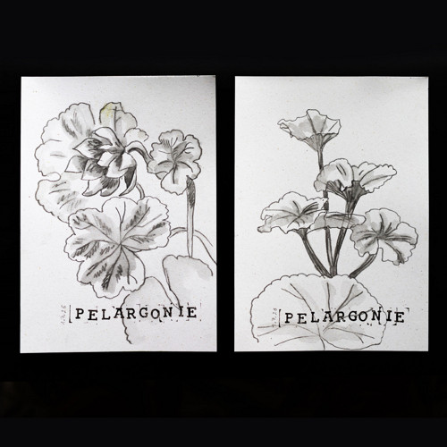 Botanické skici - Pelargonie (pár 2 ks, A5)
