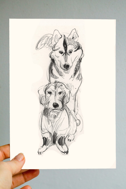 Psí hry: husky a jezevčík